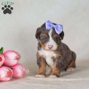 Cathy, Mini Bernedoodle Puppy